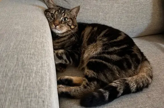 Animaux perdus , photo: Chat perdu, yeux verts, collier noir, Nocé