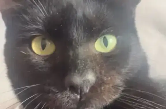 Chat noir mince perdu, yeux verts, Vitrolles - photo