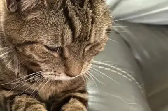 Lost Brown Cat: Needs Medication, Mooresville