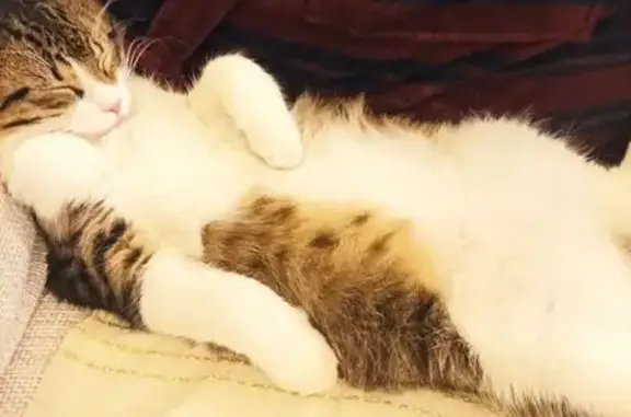 Chat perdu à Salon-de-Provence : Kali, pucé - photo