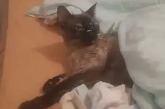 gato desaparecida