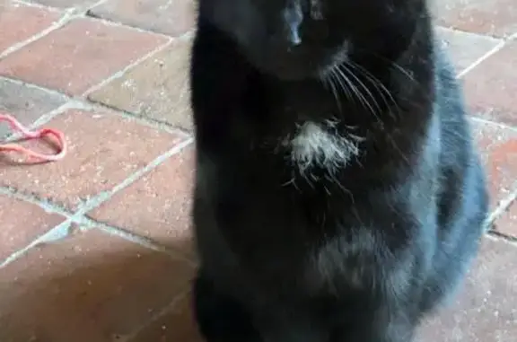 Chat perdu : Pepper, noir avec tâche blanche - photo