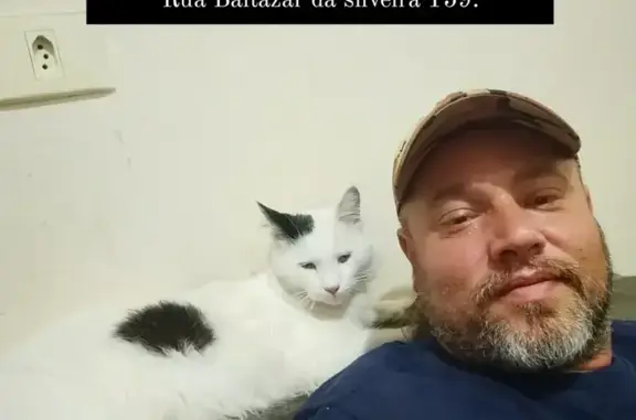 gato desaparecida