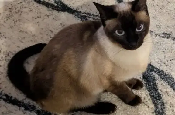 Missing cat , photo: Lost Siamese Cat: Reward Offered!
