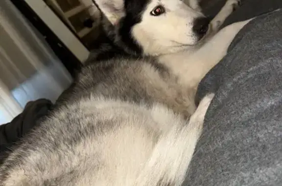 Lost Husky: Fluffy & Fat, Grenfell Rd