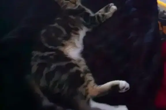 Friendly Tabby Found Near Rive...