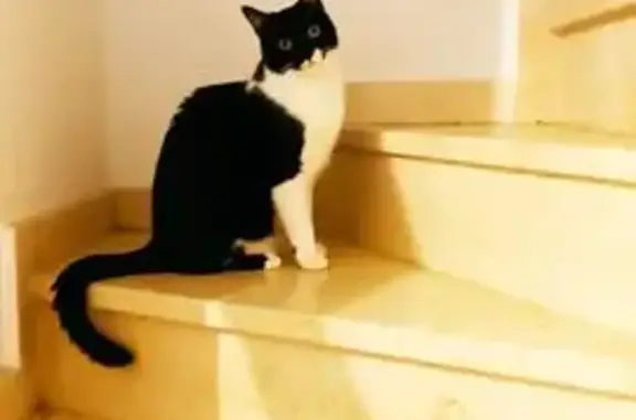¡Ayuda! Gato Blanco y Negro Perdido en Sanlúcar