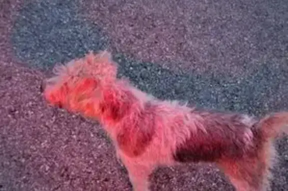 Animaux trouvés Prades-le-Lez, photo: Chien trouvé Chemin de Béraud, Prades