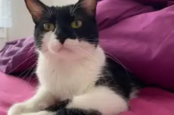 Animaux perdus Sannerville, photo: Chat perdu : mâle noir et blanc à Sannerville