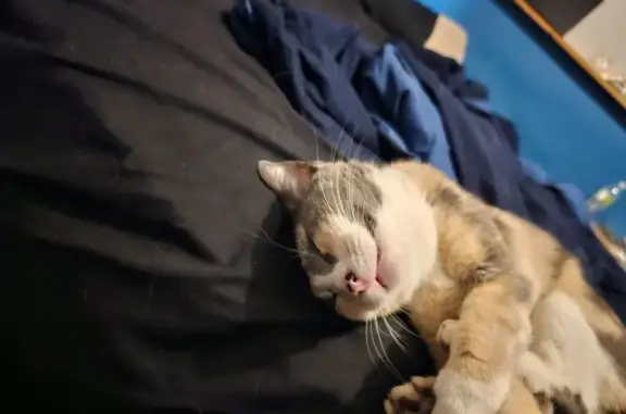 Missing cat Roseville, photo: Lost Calico Cat on Woodbridge St, Roseville