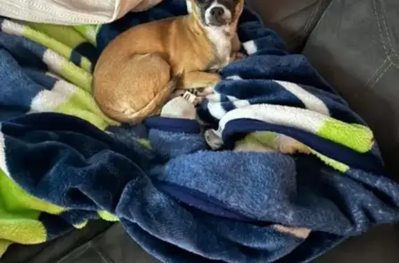 Help Find Whiskey: Lost Chihuahua/Pom Mix