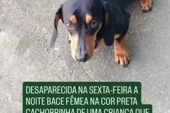 cachorro desaparecida