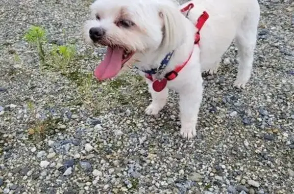 Lost and found pets Jacksonville, photo: Lost Dog: White Fur, Blue Collar, Jax