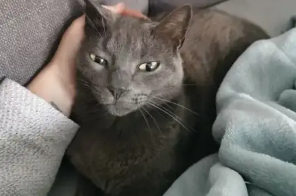 Chat perdu : Papillon, chartreux 9 ans - photo