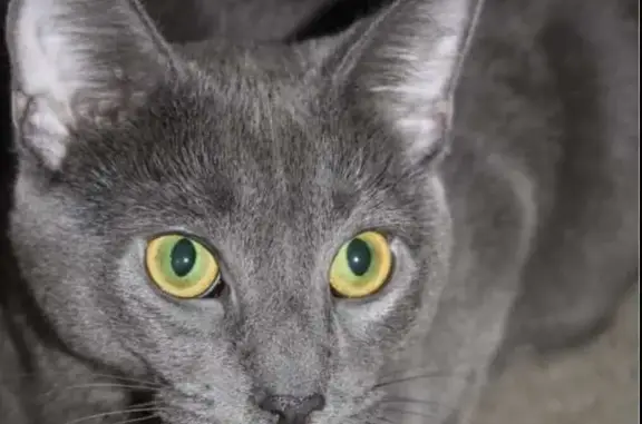 Gato Gris Perdido en La Cuesta: ¡Ayuda!