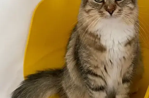 Chat perdu, Carquefou, photo: Perdue : Chatte grise et blanche à Carquefou