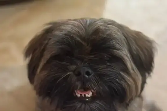 Lost Shaggy Brown Shih Tzu: Help Find Brownie