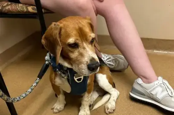 Lost Beagle: Skittish on Woebegone Trail