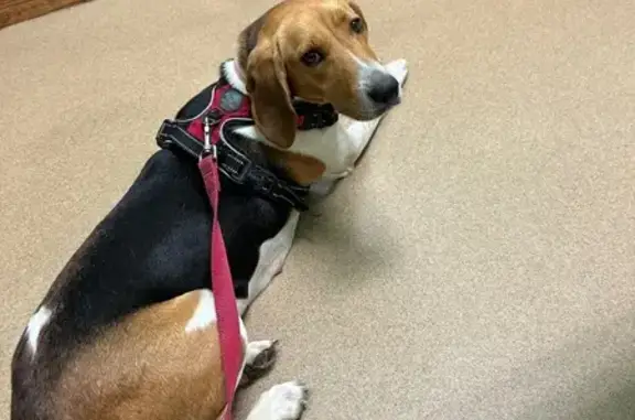 Lost Walker Hound: Friendly & Loved