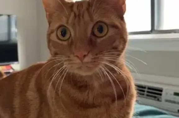 Lost Orange Tabby Near I-24, South Pittsburg