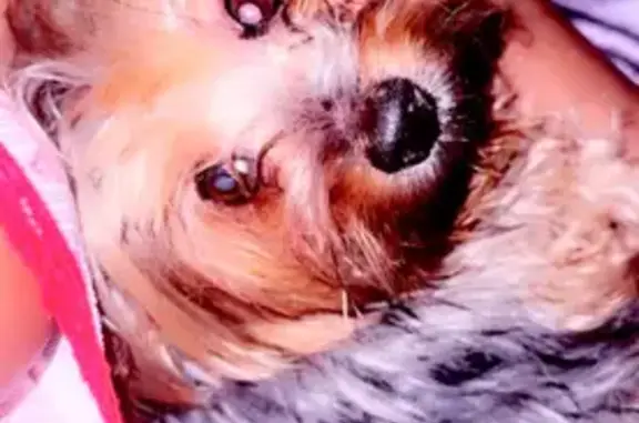 Lost Dog: Gray & Brown, Spiky Collar