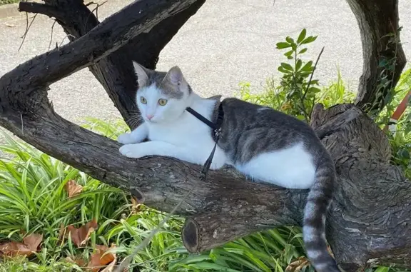 Chat perdue à Mougins, Rue du Grand Mur - photo