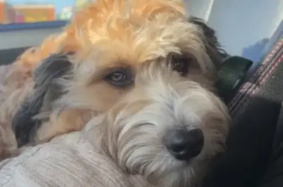 Lost Dog: Tan, Fluffy, Black-Tipped Ears