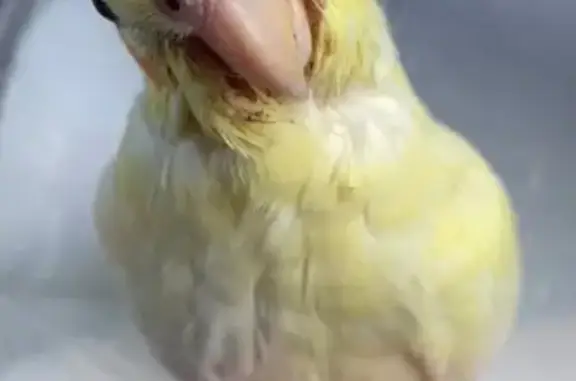 Lost Cockatiel: Young Mango Ne...