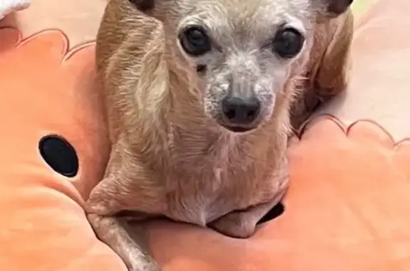 Lost: Elderly Chihuahua, Coventry Drive