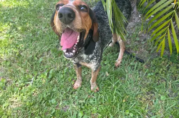 Lost pets Deerfield Beach, photo: Lost Blue Tick Hound in Deerfield Beach