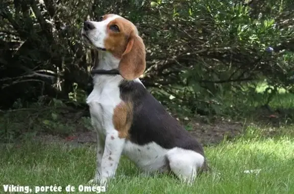 Chien perdu Delle, photo : Beagle perdu à Delle, harnais rouge