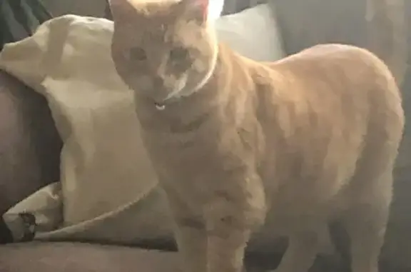 Missing cat Medford, photo: Lost Cat: Shy Survivor of 2018 Fires