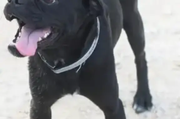 Lost Black Pug Mix: Boerne Area