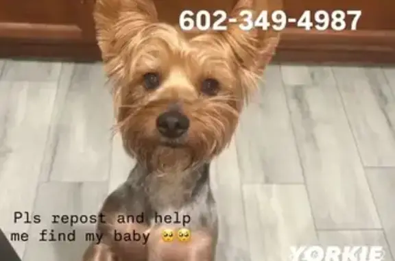 Missing dog Glendale, photo: Help Find My Beloved Yorkie in Glendale!