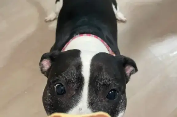 Help Find Precious: Lost Pit Bull Rottweiler