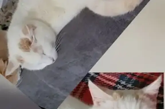 Chat perdu : Froussard, blanc et taches rousses - photo