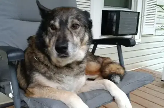 Found dog Carterville, photo: Found Sweet Husky Mix on N. Washington St.
