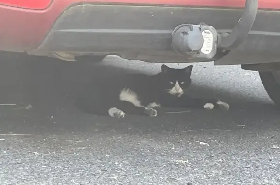 Chat trouvé Wasquehal, photo: Chat noir trouvé Rue Michelet, Wasquehal