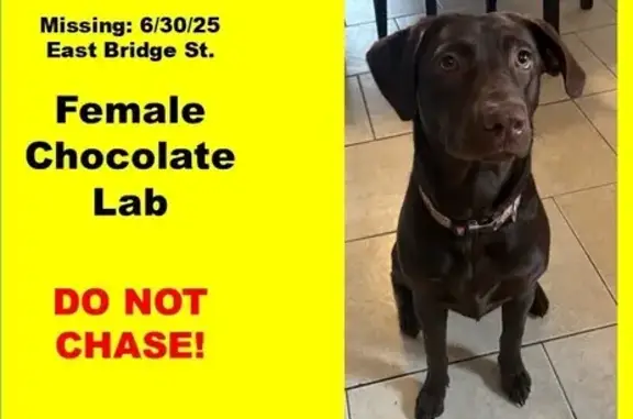 Lost Sweet Chocolate Lab on Bridgton Rd