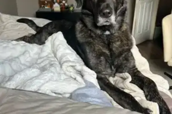 Lost Dog: Half Shepherd, Half Retriever