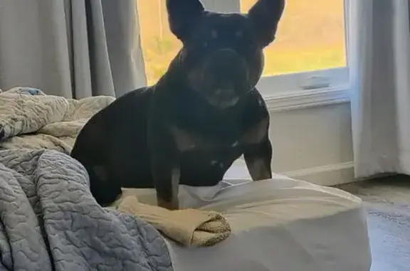 Lost French Bulldog: Stormi in Waterloo