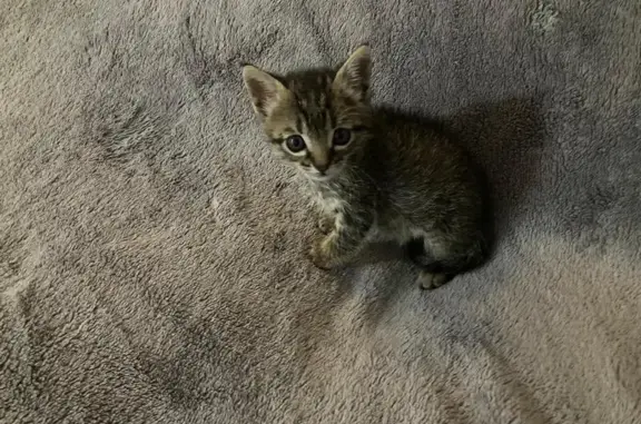 ¡Adopta a Oreo: Dulce Gatito B...