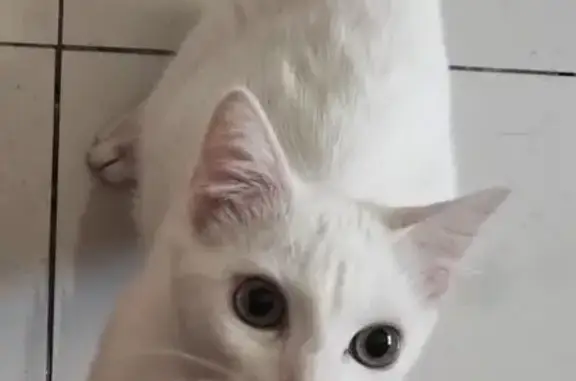 Gato Blanco Perdido en Durango...