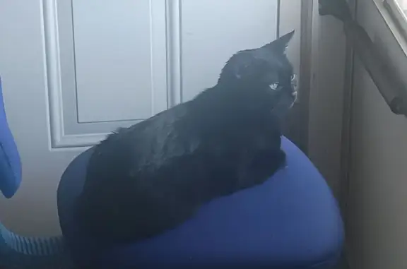 Missing cat Oxford, photo: Lost Black Cat: Small, Scarred & Shy