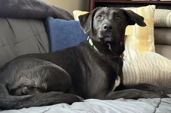 Missing dog Cincinnati, photo: Lost: Skittish Black Lab Mix in Cincinnati