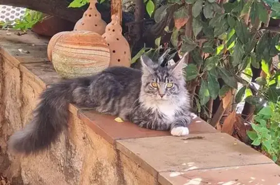 Chat perdu, mâle castré, La Garde - photo