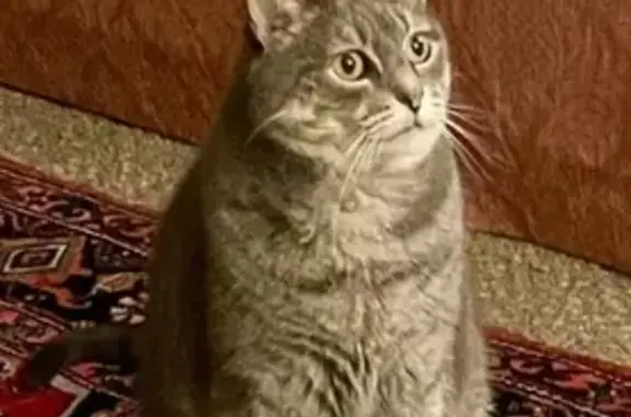 Lost Gray Striped Cat: Walton Way, Roswell