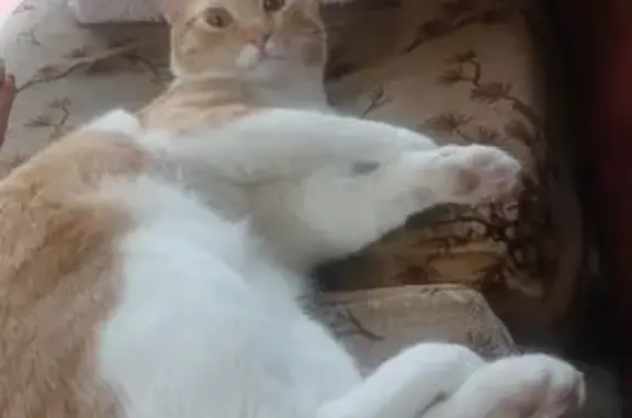 Gato Joven Perdido: Naranja y Blanco en Parla
