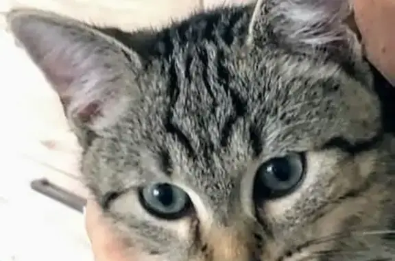 Chat tigré perdu à Langueux - photo