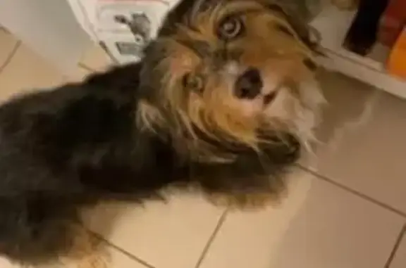 Chien perdu Orchies, photo : Chien perdu, 11 ans, noir et caramel